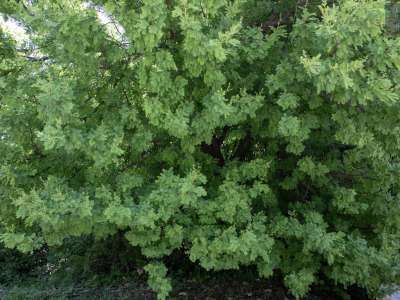 Comunque divertiti dall�allegro volatile non ci resta ora che tornare sui nostri passi, ponendo lo sguardo sull�affascinante Spina Christi...